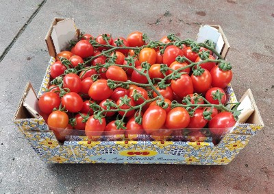 Foto Pomodoro Pixel Origine Italia Marchio Gentile 1